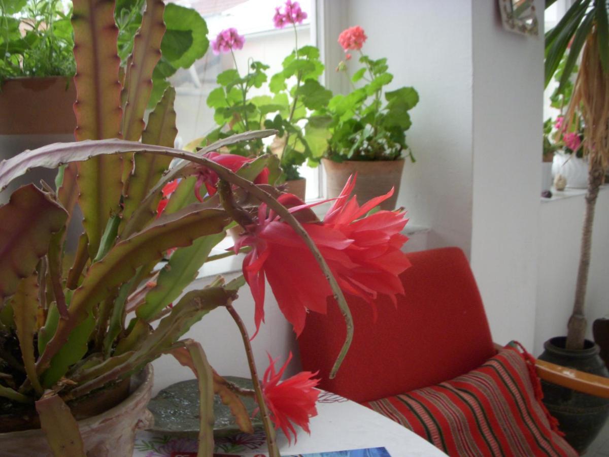 Garden Szivarvany Utcai Vendeghaz Σέγκεντ Εξωτερικό φωτογραφία